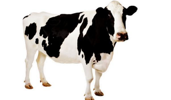cow