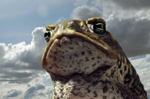 Competition: Win CANE TOADS: THE CONQUEST On DVD!