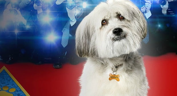 pudsey-the-dog-movie