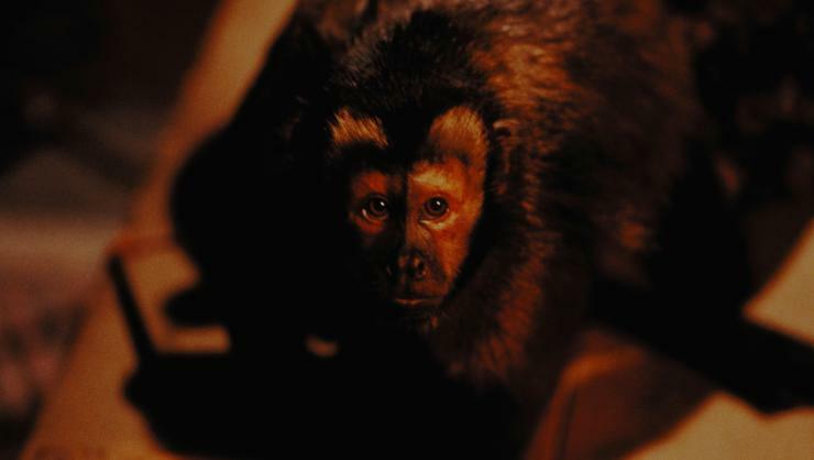 Monkey Shines (1988)
