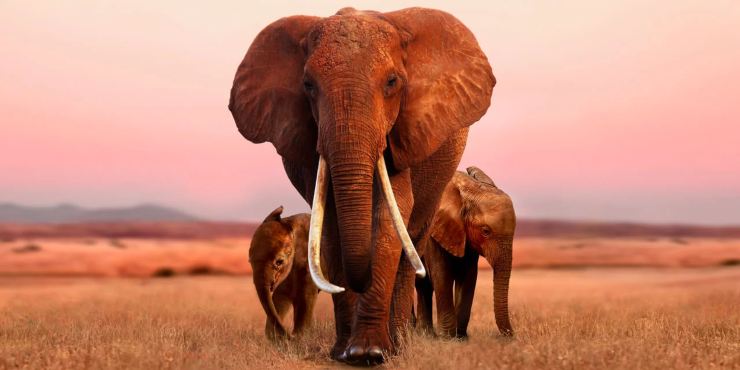 Elephant Queen (2019)
