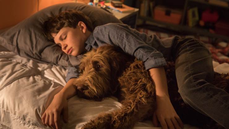 Film Review – Think Like A Dog (2020)