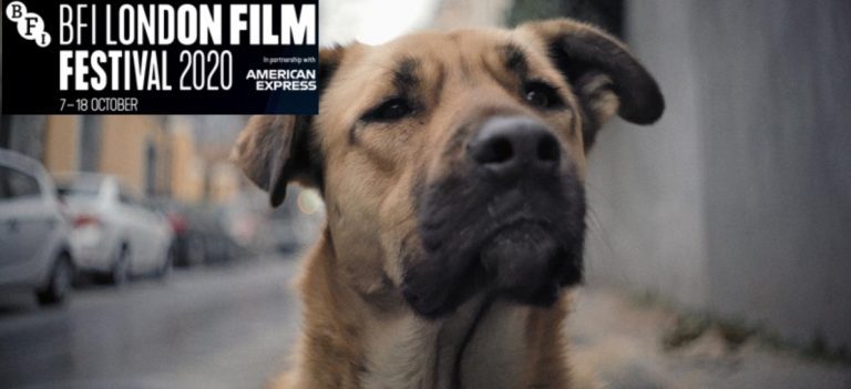 stray-2020-dog-close-up-street