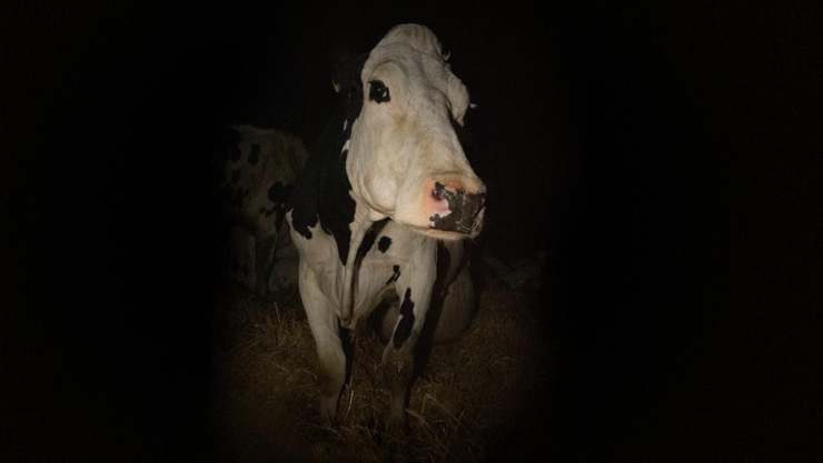 Cow_(2022)