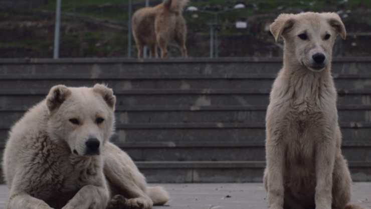 Image from Stray Dogs Short Film