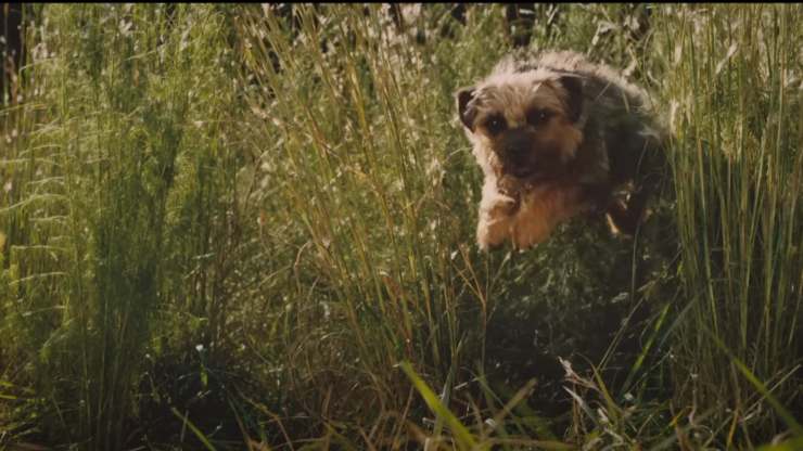 strays coming 18th August 2023 starring Will Ferrell