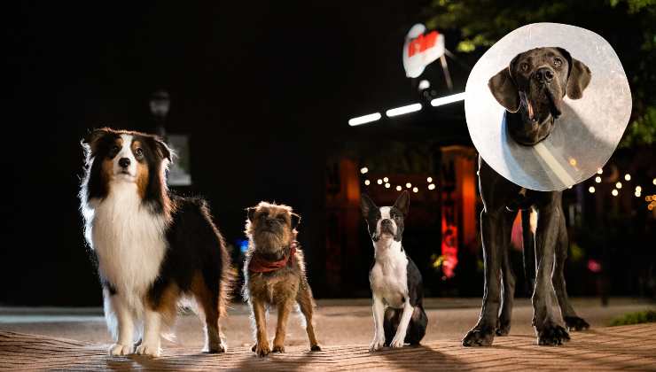 STRAYS, directed by Josh Greenbaum