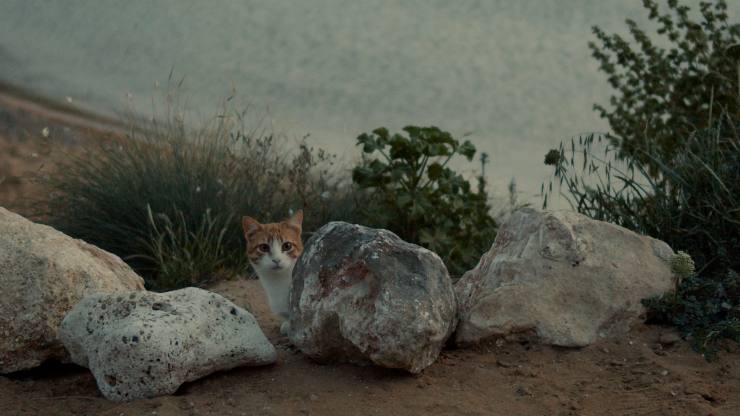 Cats Of Malta watch Trailer set for September release