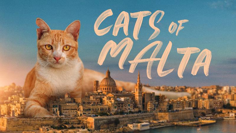 Cats Of Malta UK Poster