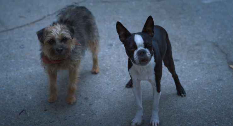 Strays with 2 small dogs starring at something