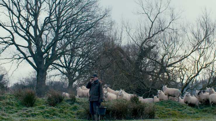 Roger Marten farmer calling someone surrounded by his sheep in The Land And The Old Man