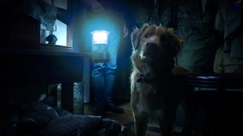 Good Boy review