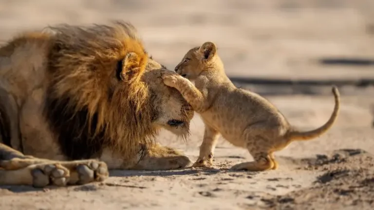 parenthood-david-attenborough-competition (1)