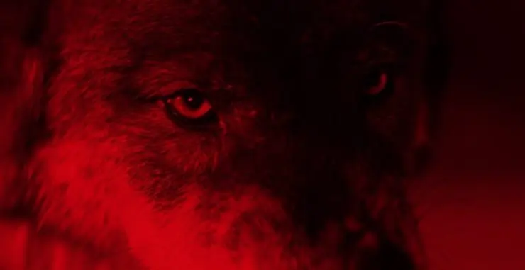 An angry wolf in Red Riding (2026)