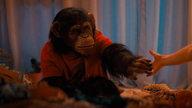 Monkey holding out its hand to human