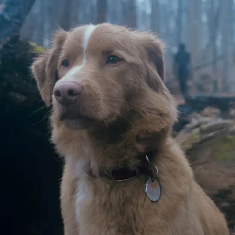 Good Boy