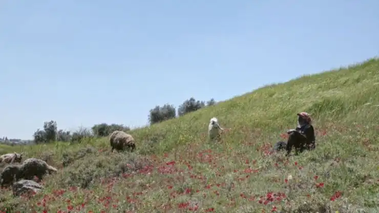 Someone sits in a hillside watching over their flock