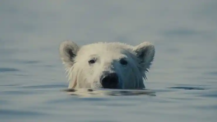 A Polar Bear stars at someone in water in Nuisance Bear
